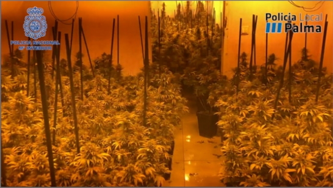 Desmantelada una plantación de marihuana en Palma