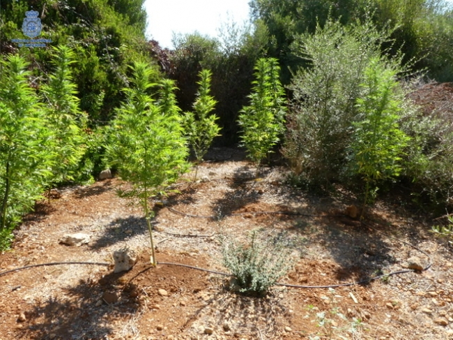 Desmantelada por la Policía Nacional una plantación de marihuana en Ciutadella