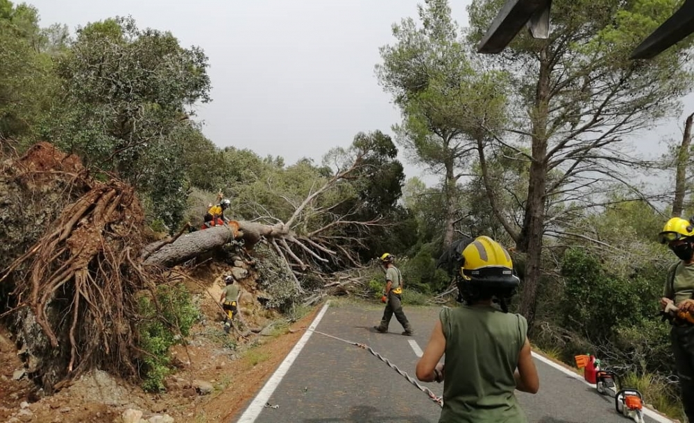 La Conselleria de Agricultura, Pesca y Medio Natural pone en marcha un proyecto para adaptar los hábitats forestales de las Illes Balears al cambio climático