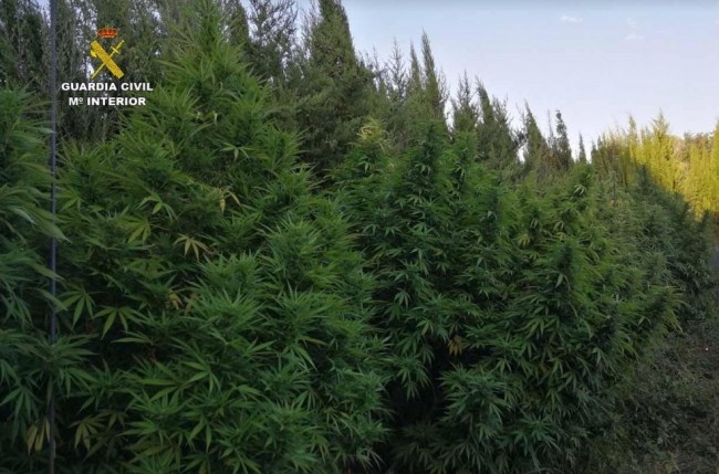 Detenido cuando realizaba labores de mantenimiento en una plantación de marihuana en Artà