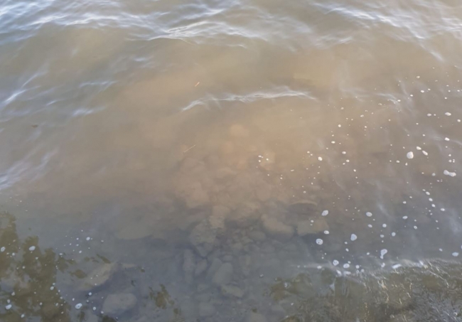 El GOB alerta sobre los vertidos de fecales en la Bahía de Pollença