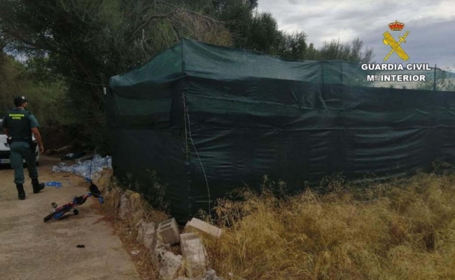 La Guardia Civil desmantela otra plantación de marihuana en Portocolom