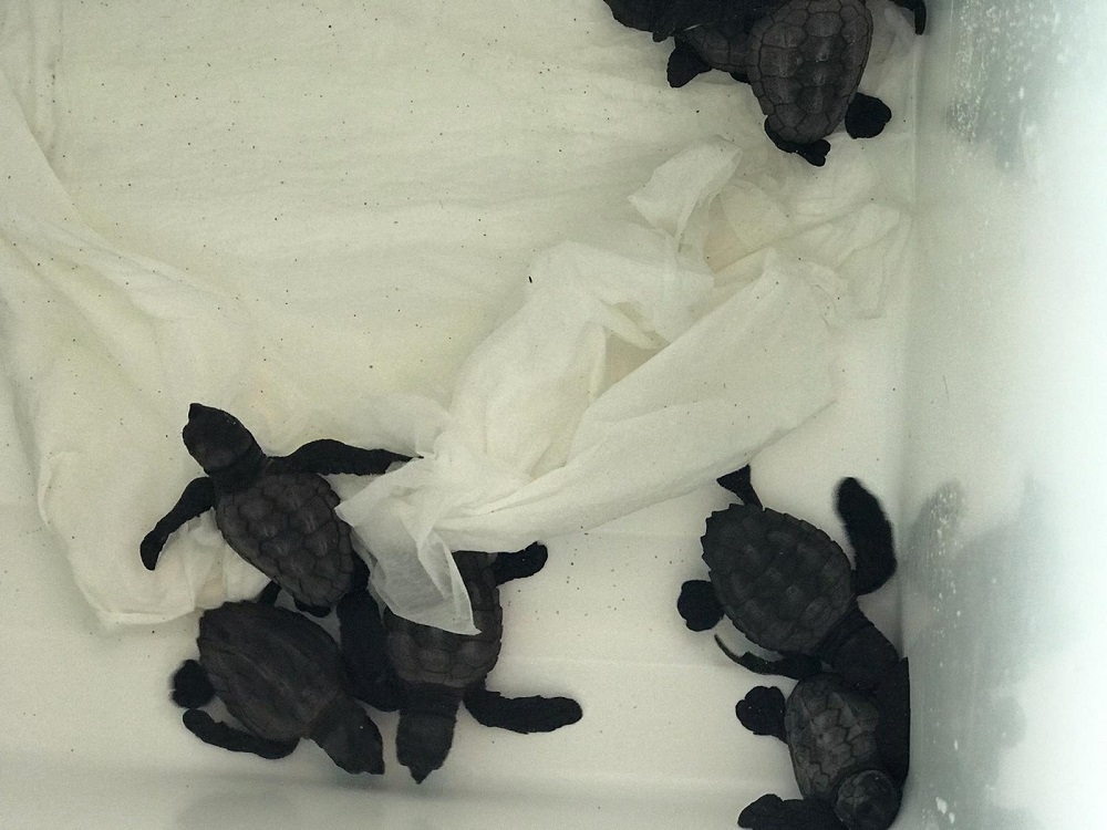 Nacen diez tortugas del nido de la playa de es Cavallet