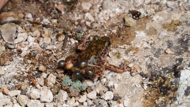 
Medi Ambient, el Zoo de Barcelona y Font Major unen esfuerzos para la protección del ferreret
