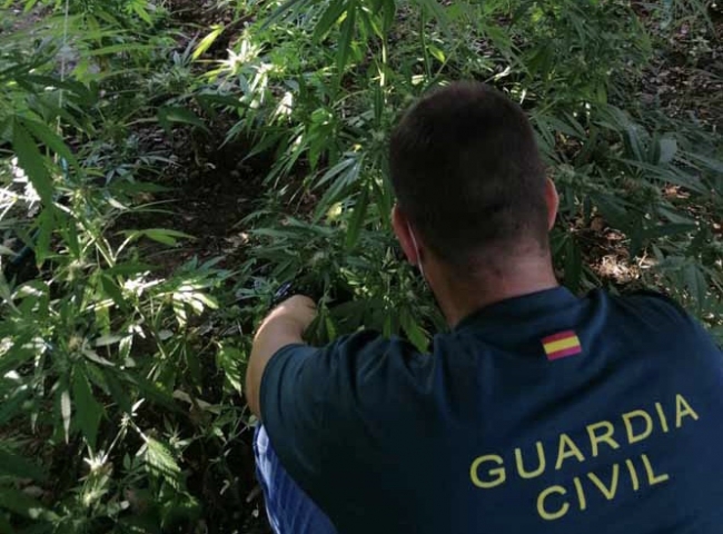 La Guardia Civil detiene a dos personas responsables de una plantación de marihuana en Sant Llorenç