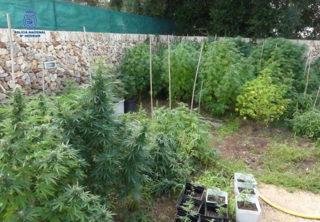 Dos detenidos con una plantación de más de 200 plantas de marihuana en Ciutadella