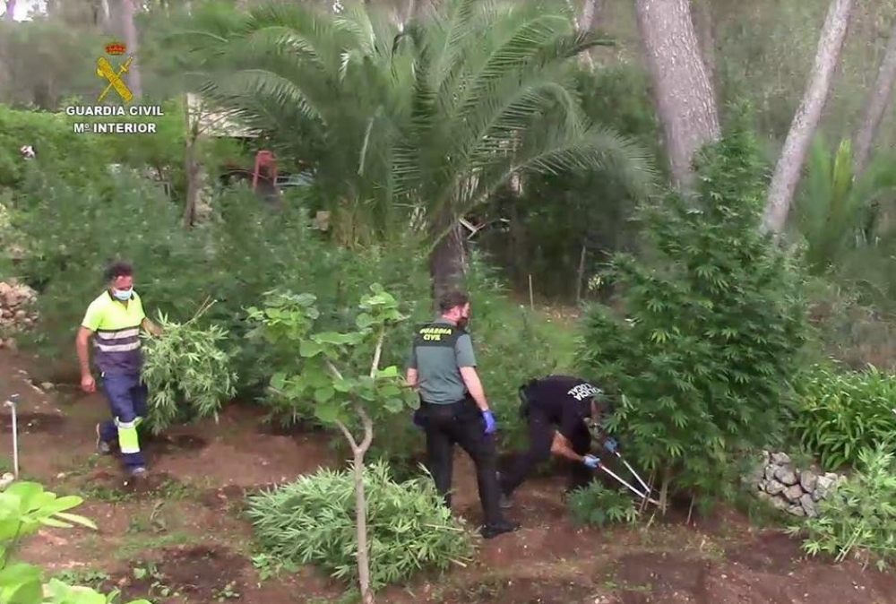 Desmantelada una de las mayores plantaciones de  marihuana en Baleares en los últimos años