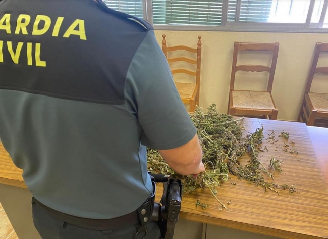 La Guardia Civil esclarece el robo de plantas de cáñamo industrial en Sencelles
