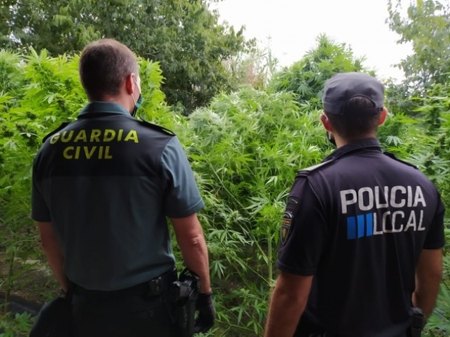 La Guardia Civil y la Policía Local de Lloret de Vistalegre intervienen una plantación de marihuana