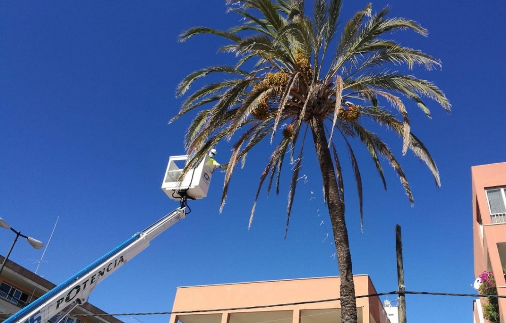 El Ayuntamiento de Llucmajor revisa el estado de las palmeras de s'Arenal para evitar accidentes