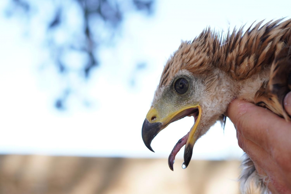 Publican una guía con consejos para evitar que las rapaces ataquen las aves de corral