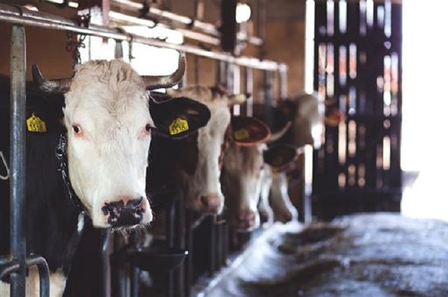 Firman un acuerdo que establece un aumento progresivo del precio de la leche a partir del 2022 en Baleares