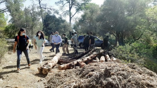 Campaña de reforestación con la siembra de 230 árboles en el bosque de Bellver