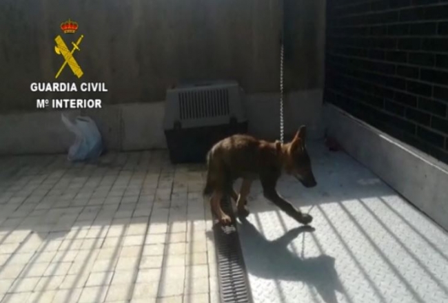La Guardia Civil realiza más de 24.000 actuaciones relacionadas con la protección animal durante el primer semestre del año