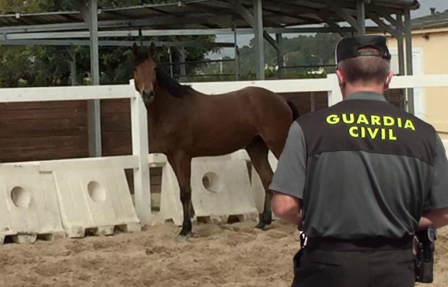La Guardia Civil de Pollença recupera un caballo de concurso valorado en más 13.000 euros