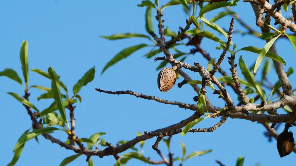 Se plantarán 530 hectáreas de almendros y algarrobos en Balears