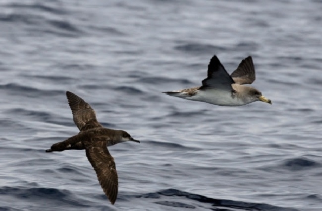 Medi Ambient e IRBI piden la colaboración ciudadana para rescatar pardelas cenicientas