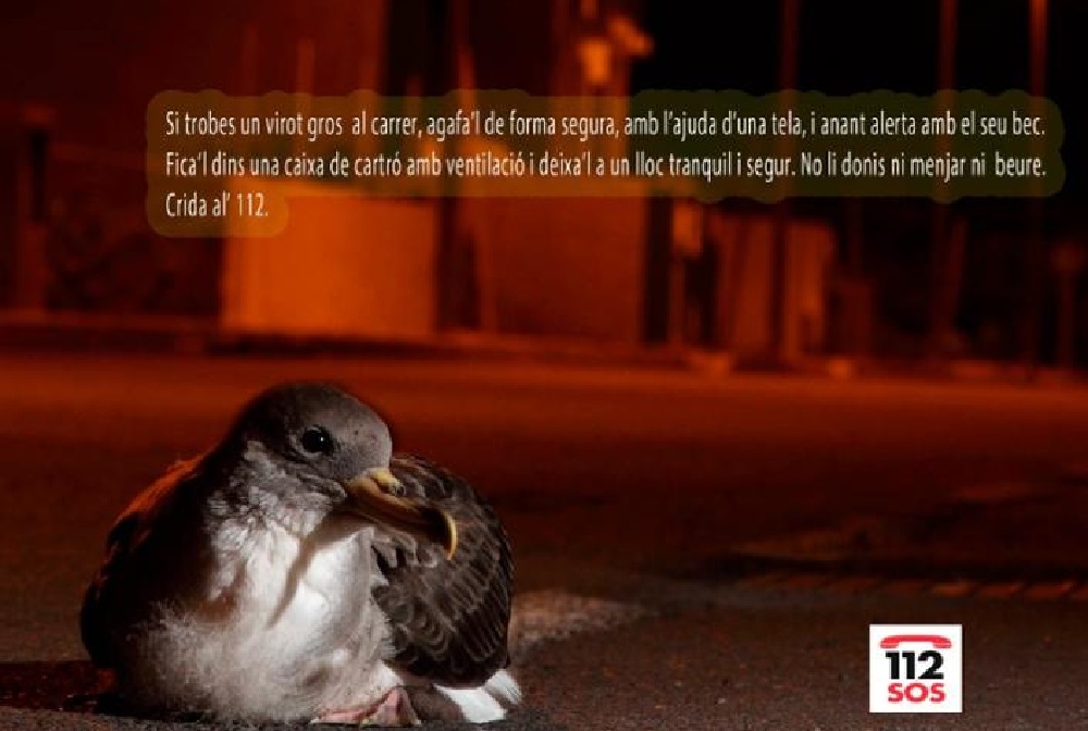 Piden colaboración a la ciudadanía para recuperar polluelos de Virot Gros desorientados por la luz