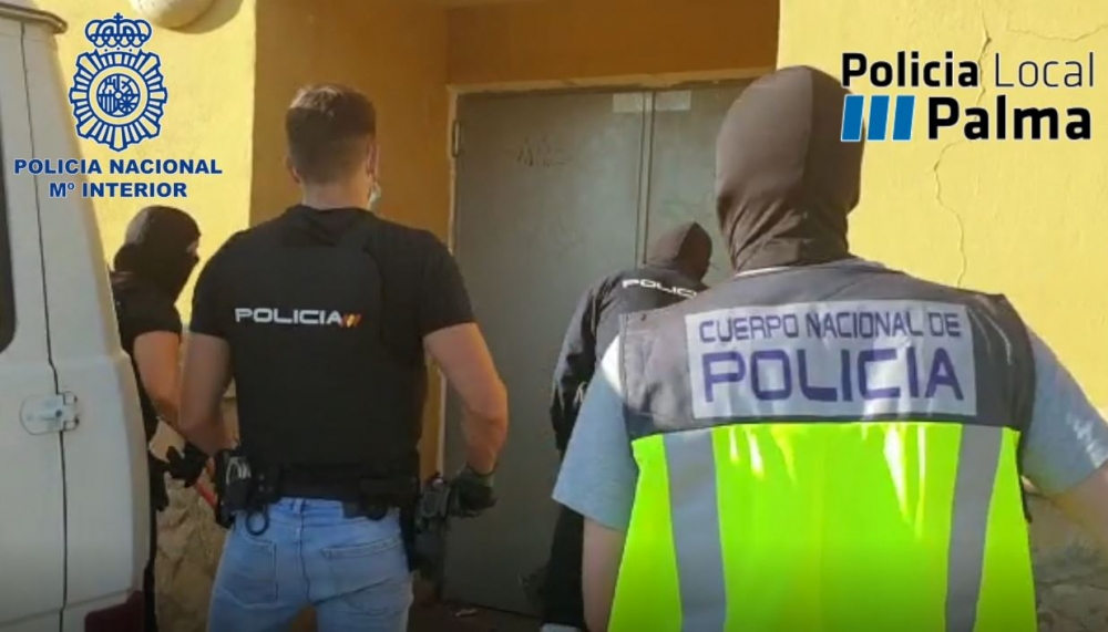 Incautadas cerca de medio millar de plantas de marihuana y 100 kilogramos en Palma