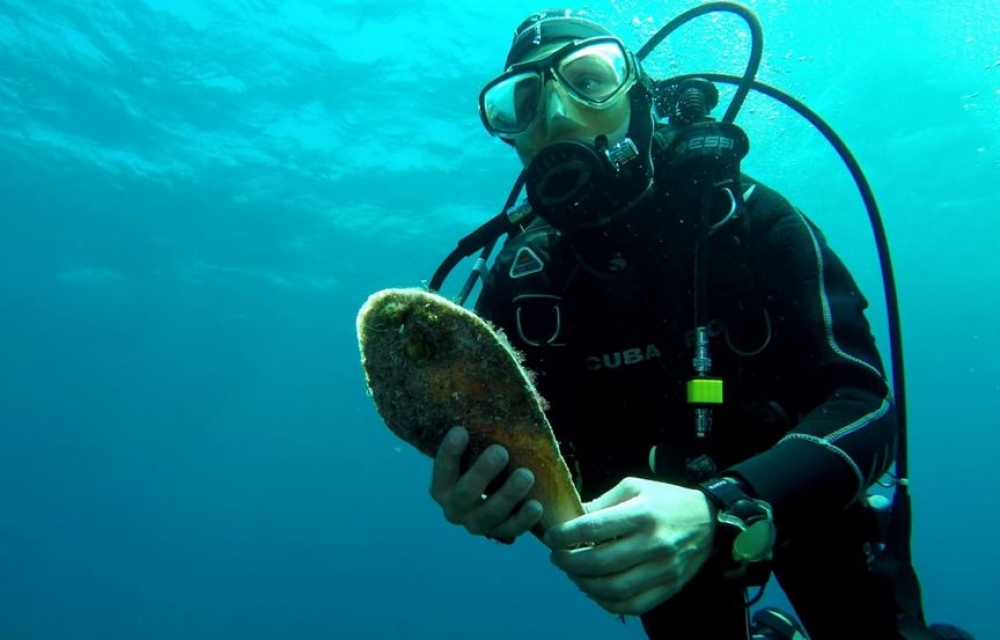 Localizados ocho ejemplares vivos de nacra en Mallorca y en Menorca
