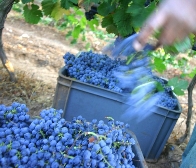  El sector primario de las Baleares lleva recibidos alrededor de 6,85 millones de euros en créditos ISBA