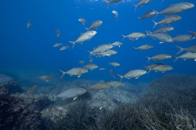 Pesca denuncia la captura de' verderol's y 'raors' fuera de temporada en las reservas marinas de Baleares