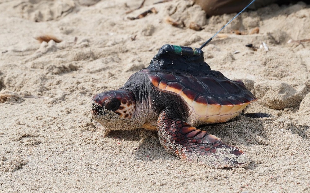 La campaña ‘Anida’ informa sobre cómo actuar ante la nidificación de tortugas marinas en las Islas Baleares