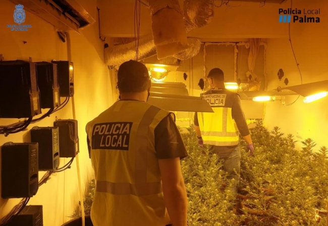 La Policía Nacional y la Policía Local de Palma desmantelan una plantación oculta en una vivienda
