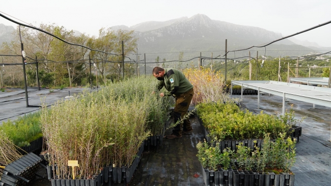 Empieza la campaña de producción vegetal con la siembra de 150.000 plantas en la finca pública de Menut