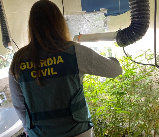 La Guardia Civil de Menorca desmantela una plantación de marihuana en una vivienda ocupada en Mercadal