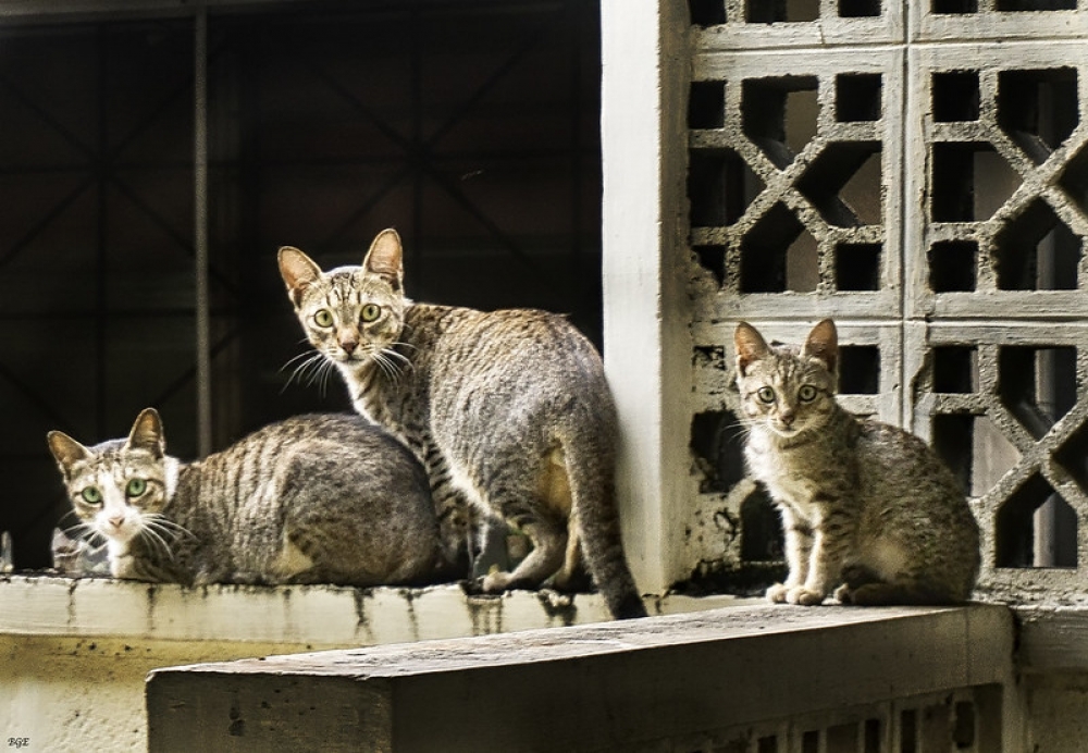 Podemos pide endurecer las penas contra el maltrato animal tras el envenenamiento de 15 gatos en Muro