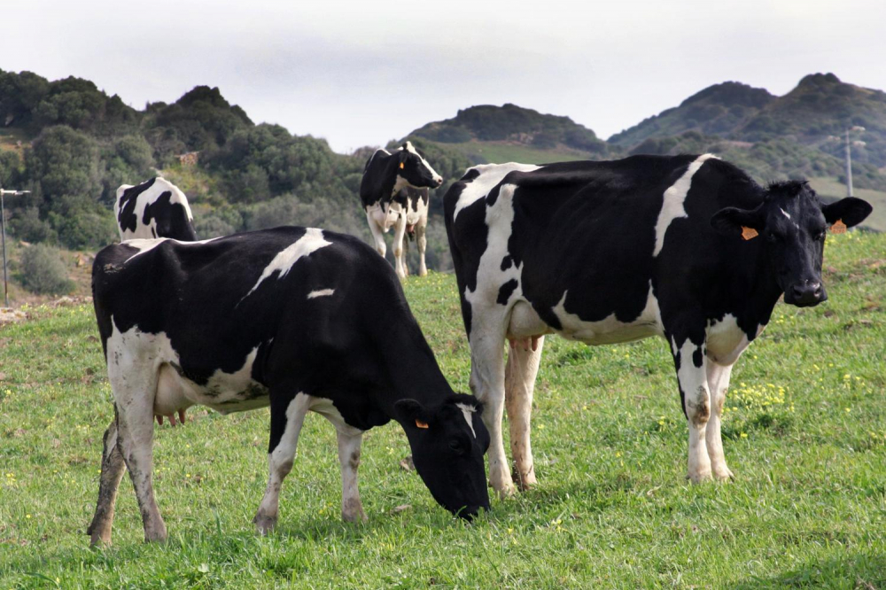 Agricultura aumenta un 90% el presupuesto de la ayuda de sequía para paliar la situación de las explotaciones ganaderas