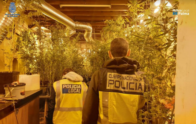 La Policía Nacional y la Policía Local de Palma desmantelan tres plantaciones de marihuana y detiene a 4 personas