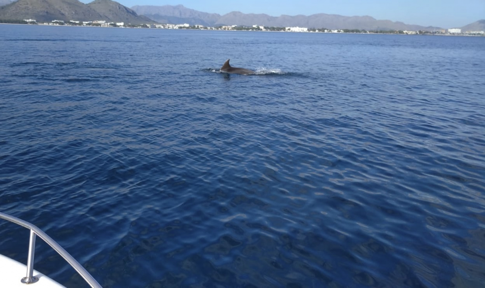 Un estudio permitirá conocer las afectaciones de los ruidos submarinos en los cetáceos en la bahía de Alcúdia