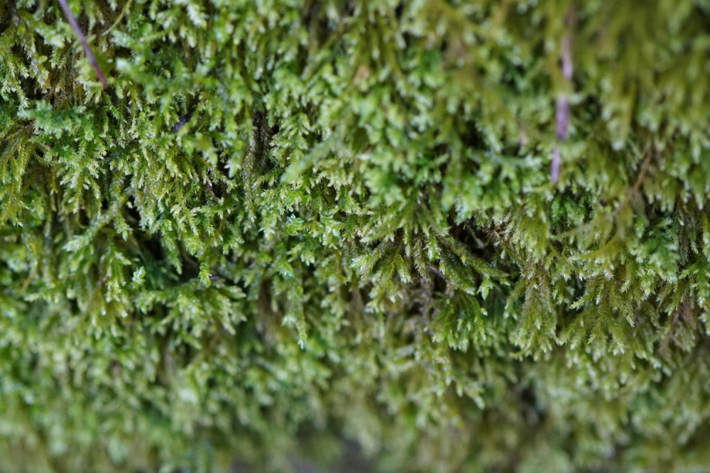 El musgo Balear y las especies de briófitas se encuentran amenazadas