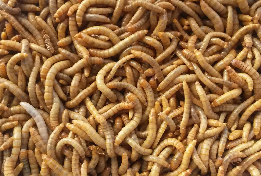 Publican la primera evaluación completa de un insecto como nuevo alimento 