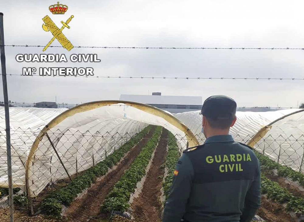 La Guardia Civil investiga a dos individuos por el robo de 200kg de fresas en Sa Pobla