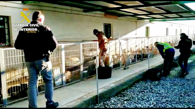 La Guardia Civil detiene al responsable de un criadero perros y a un veterinario por cortarles las cuerdas vocales a los animales