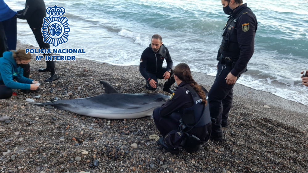 Agentes de la Policía Nacional rescatan un delfín varado en la playa