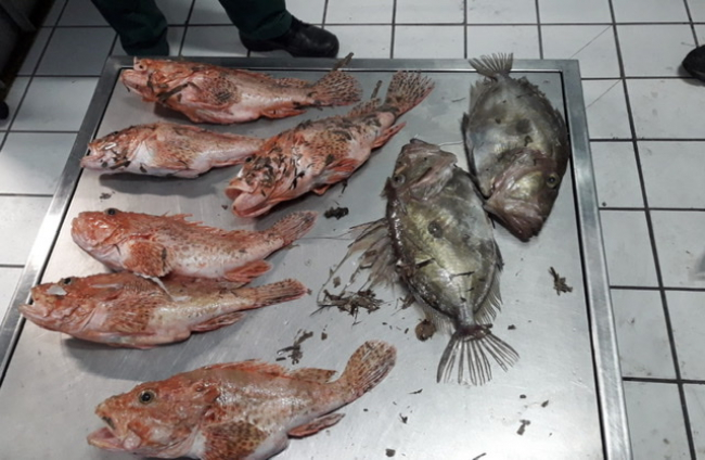 Sanciones graves a tres pescadores con hasta 30.000 euros por pescar en diferentes Reservas Marinas Baleares