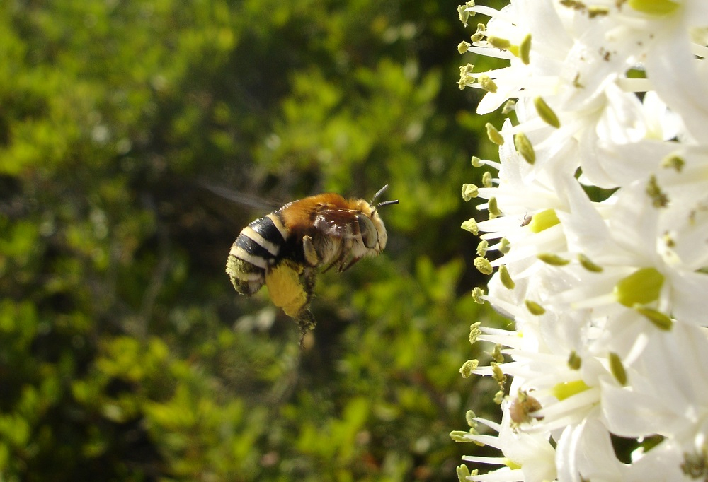 La campaña de invertebrados en las Reservas Naturales de Es Vedrà identifica 43 nuevas especies en los islotes