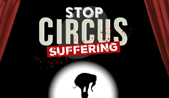 ONG´s piden a la Unión Europea la prohibición de los circos con animales salvajes