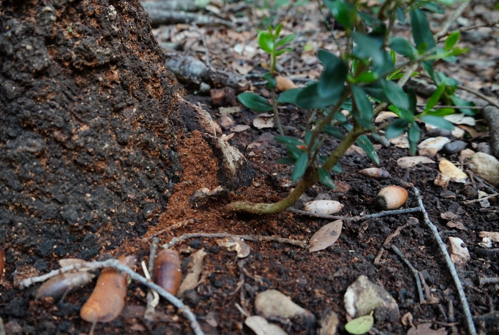Medi Ambient impulsa un proyecto de conservación de los encinares de las fincas públicas de Mallorca