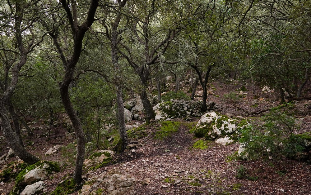 Xarxa Forestal organiza una quincena de actividades para celebrar el Día internacional de los bosques