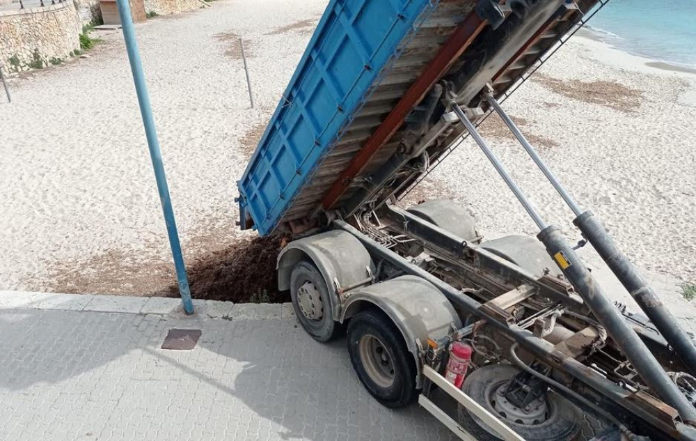 El Ayuntamiento de Manacor aporta restos de posidonia en las playas para protegerlas de la pérdida de arena