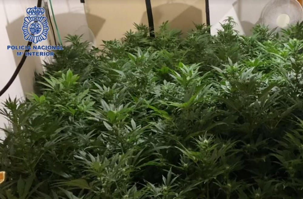 Desmantelado un punto de venta de marihuana en Palma con su propia zona de cultivo