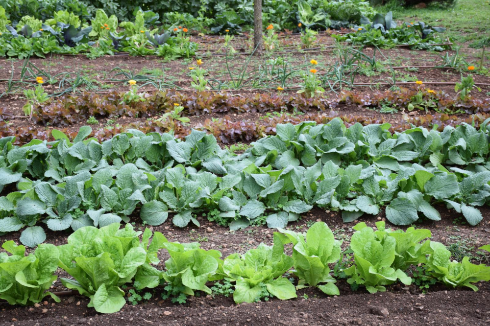 Cooperativas y organizaciones agrarias harán oír su voz en el Parlamento