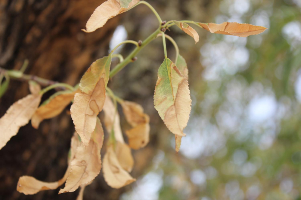 Las Baleares, ejemplo en el ámbito europeo en gestión de la contención de la Xylella fastidiosa