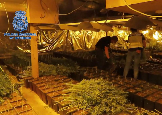 La Policía Nacional desmantela una macroplantación de marihuana con cerca de cinco mil plantas