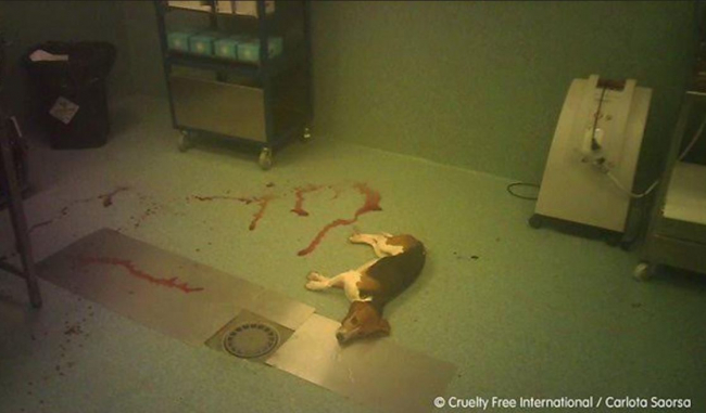 AnimaNaturalis emprenderá acciones legales contra un laboratorio, por los abusos continuados a animales